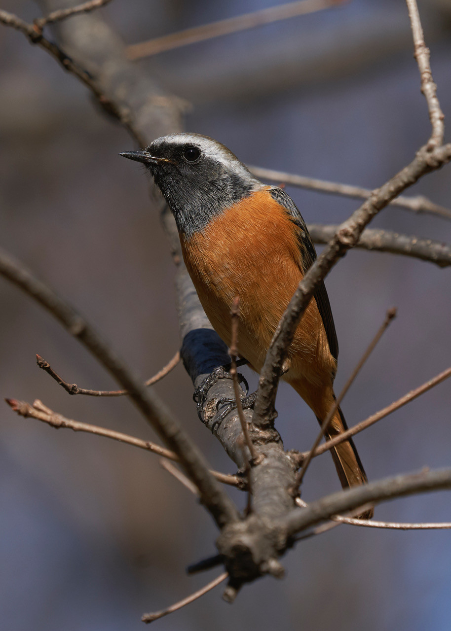 image Daurian Redstart